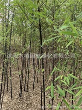 批发竹子苗紫竹苗园林绿化风景墙装饰庭院栽培观赏植物品种齐全