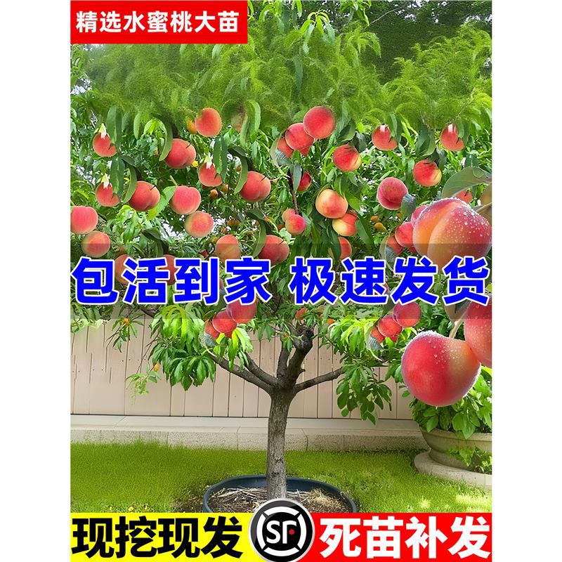桃树果苗红桃黄桃嫁接大苗耐寒旱南方北方庭院盆栽种植苗当年结果