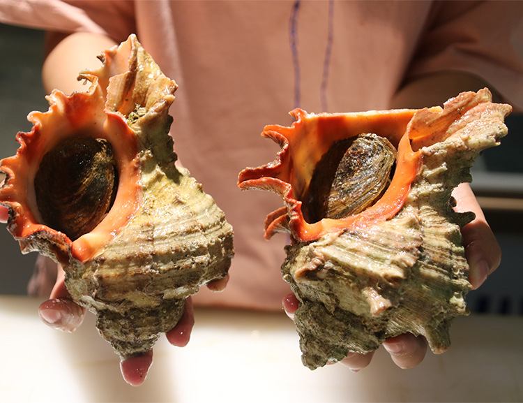 超大狮子螺新鲜冷冻水产野生特大海螺寿司刺身食材500克/只