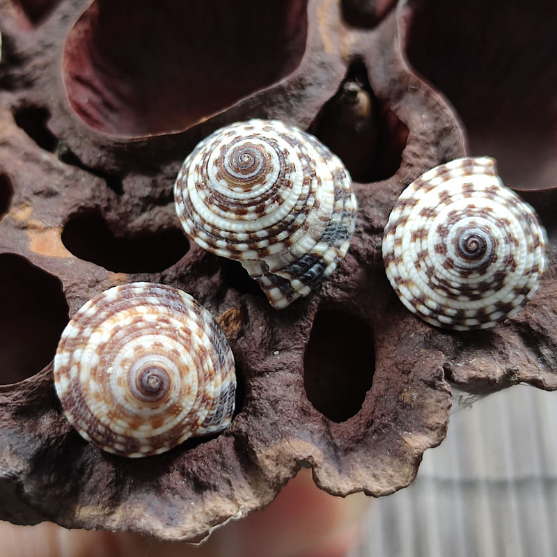 迷你黑线螺车轮塔螺 天然海螺贝壳黑色蜗牛螺收藏标本