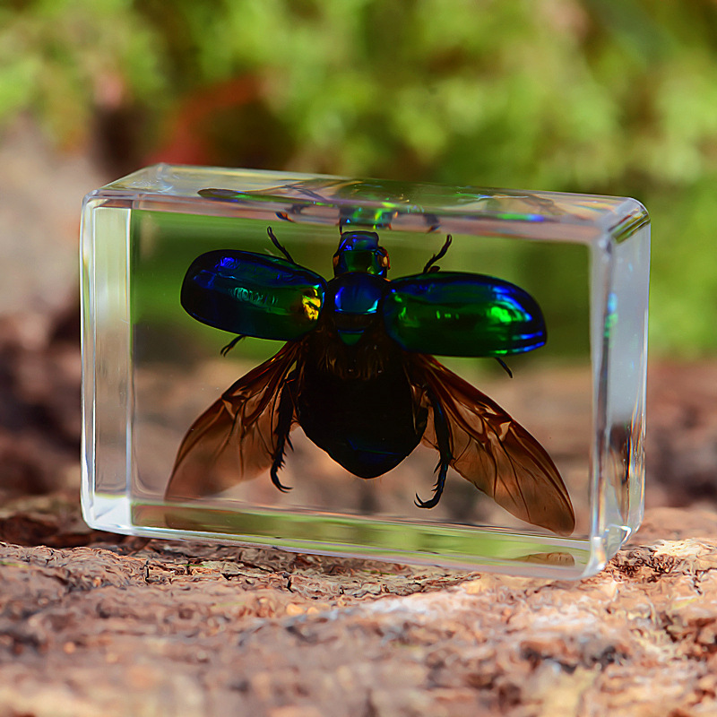 甲虫昆虫标本制作知了蝎子树脂动物蚊子甲虫金龟子真虫幼儿园