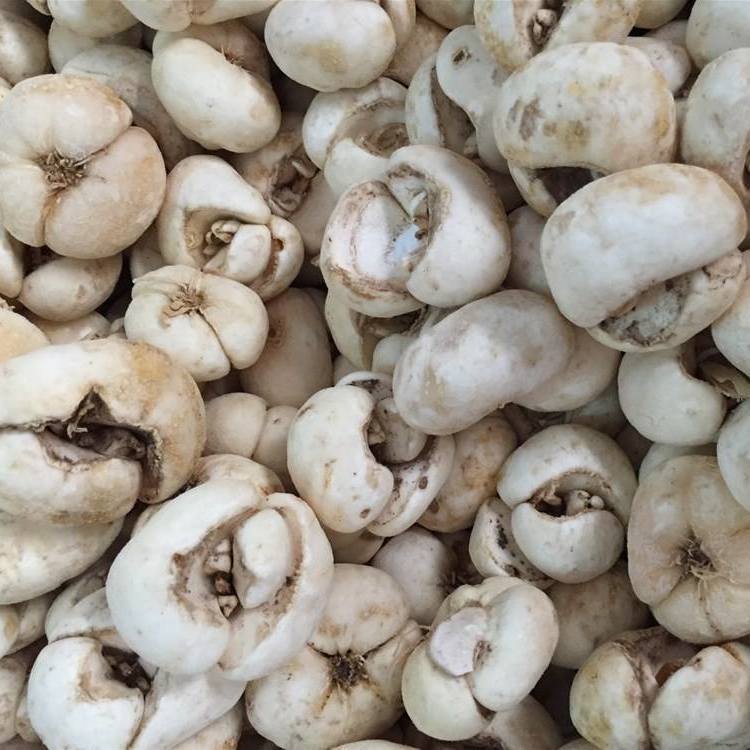 浙贝母片 500克50克包邮 川贝母 象贝 浙贝 大贝母 土贝母