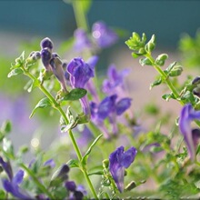 半枝莲种子阳台盆栽室内易种庭院观花景观花草花海植物花种子