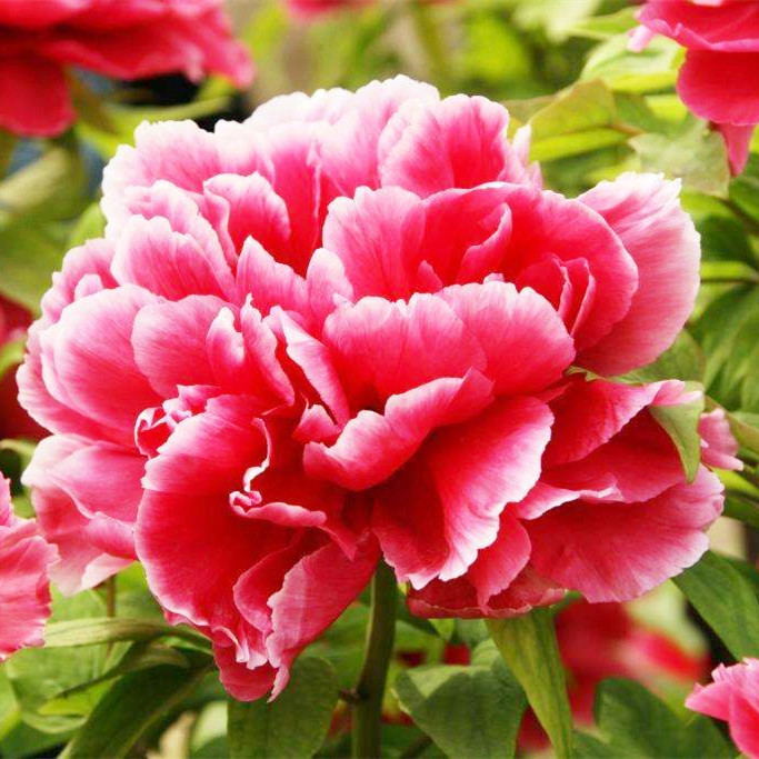 牡丹花种子洛阳牡丹室内盆栽花卉植物庭院阳台庭院四季种芍药花籽