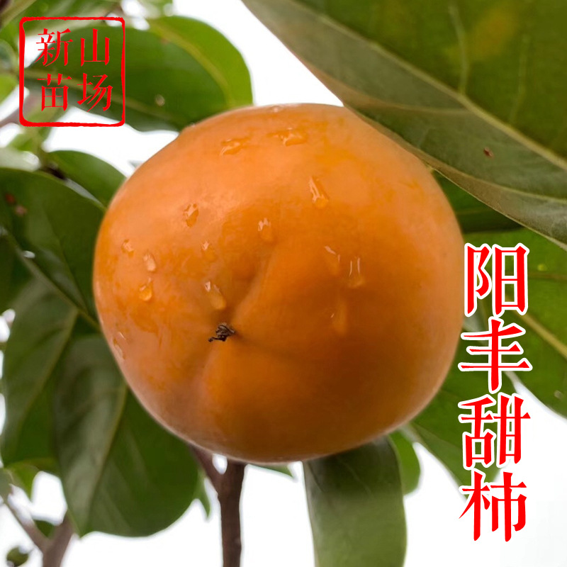 阳丰甜柿苗 日本脆甜柿子树苗 脆柿子苗 新品种柿树苗基地产地