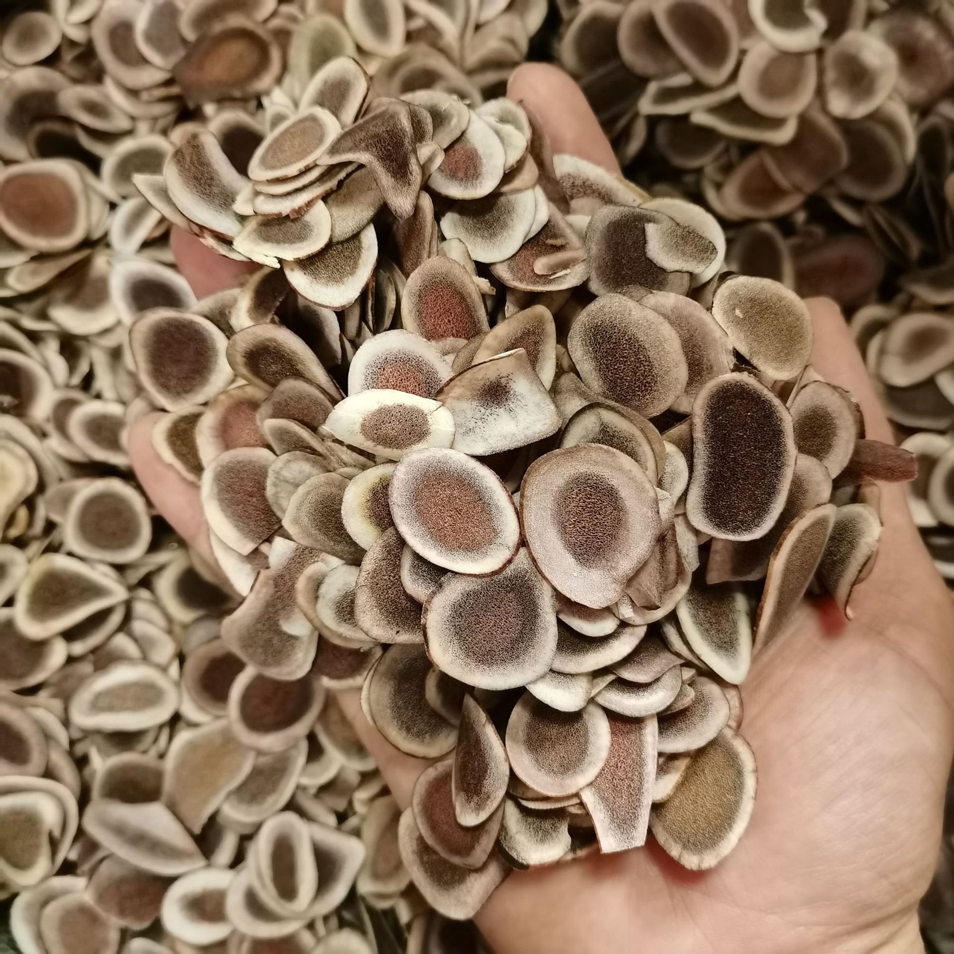 鹿角片-阿里巴巴