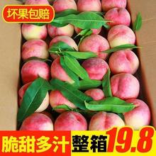新鲜水蜜桃3/5/10斤脆甜大毛桃现摘桃子应季水果孕妇山西整箱包邮