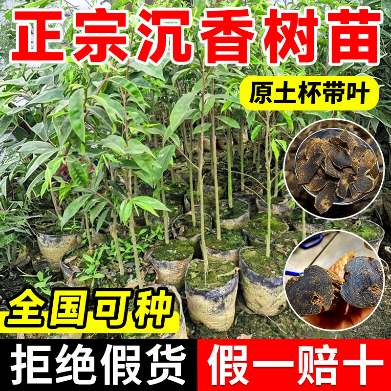 正宗奇楠沉香树苗盆栽海南棋楠沉香庭院金丝楠木树苗大全室外苗木