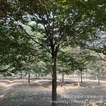 批发榉树 红榉树苗圃 庭院园林树苗 风景树榉树大叶榉树工程苗