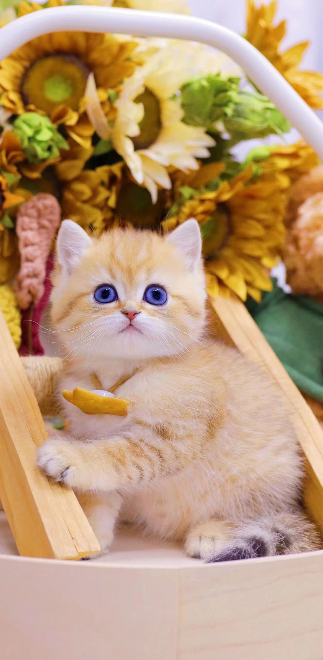 ny12色纯种英短金渐层11色绿眼睛金色小奶猫25色宠物猫小幼崽批发