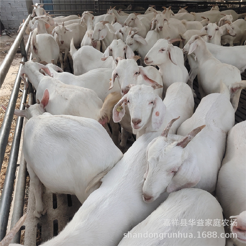 美国大白羊活体纯种白山羊种公羊怀孕母羊小羊羔活羊活苗养殖