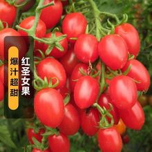 适用超甜黄色红色圣女果种子蔬菜子西红柿秧苗四季盆栽樱桃小番茄