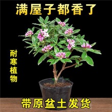 金边瑞香耐寒花卉观花浓香型多色老桩矮桩四季客厅大盆家庭批发价