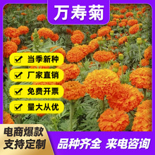 批发万寿菊种子四季花海绿化盆栽易活室外景观花卉臭芙蓉菊花种子