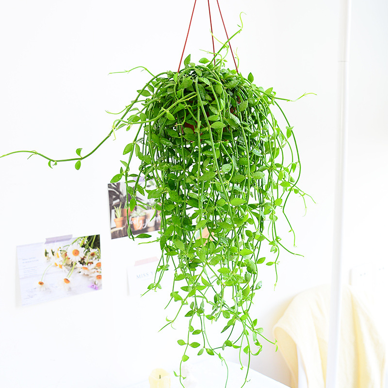 翡翠恋吊兰盆栽多肉室内长藤垂吊耐阴好养花叶翡翠情人泪植物绿植