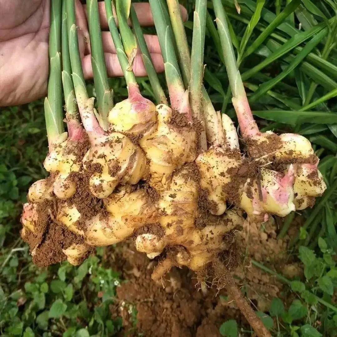 云南新鲜小黄姜9斤 生姜罗平蔬菜现挖沙姜嫩姜老姜土