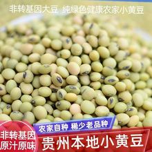 贵州特产小黄豆非转基因老式黄豆批发1斤原生态优质有机农家