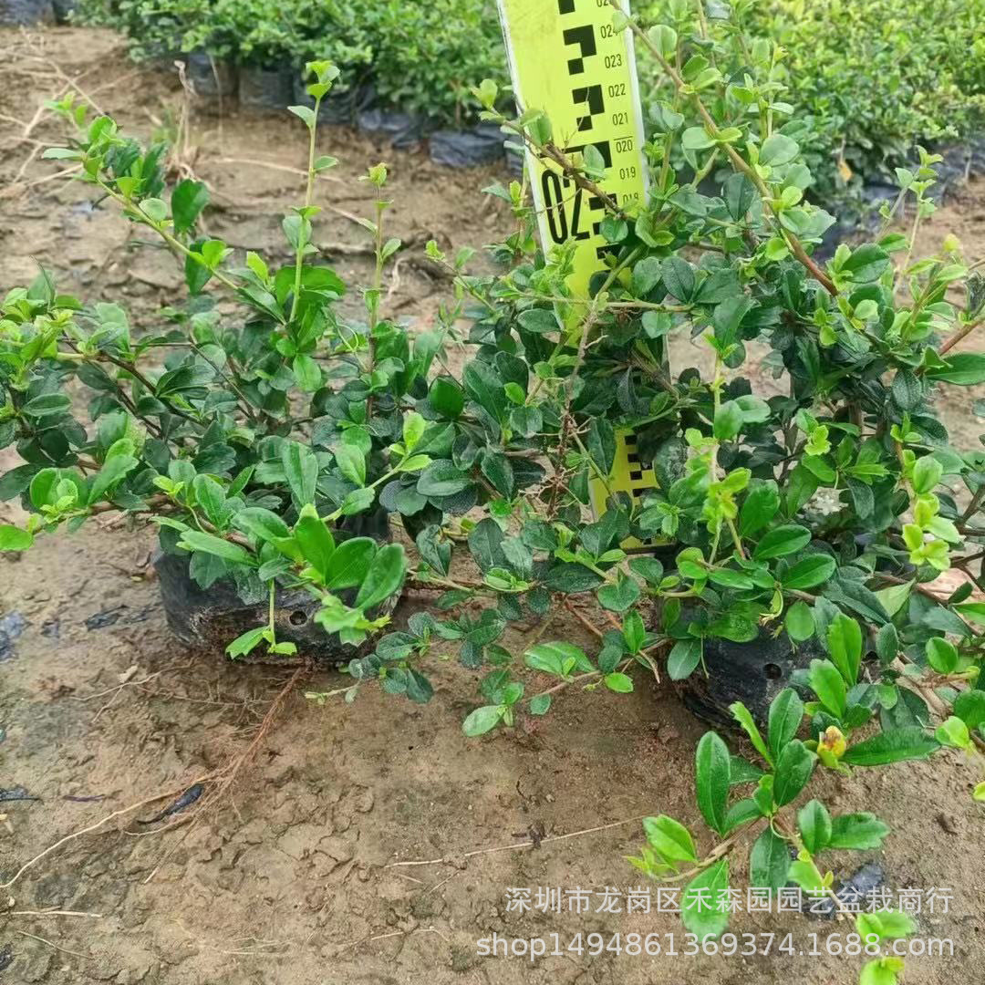福建茶盆景老树桩苗绿化室内外阳台庭院观花观叶植物四季常青趣味
