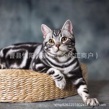 美短猫咪活体宠物猫美短加白猫咪幼崽活体虎斑猫咪幼猫美短矮脚猫