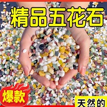 天然彩石小石子多肉盆栽铺面石子鹅卵石鱼缸造景底砂种花装饰石头