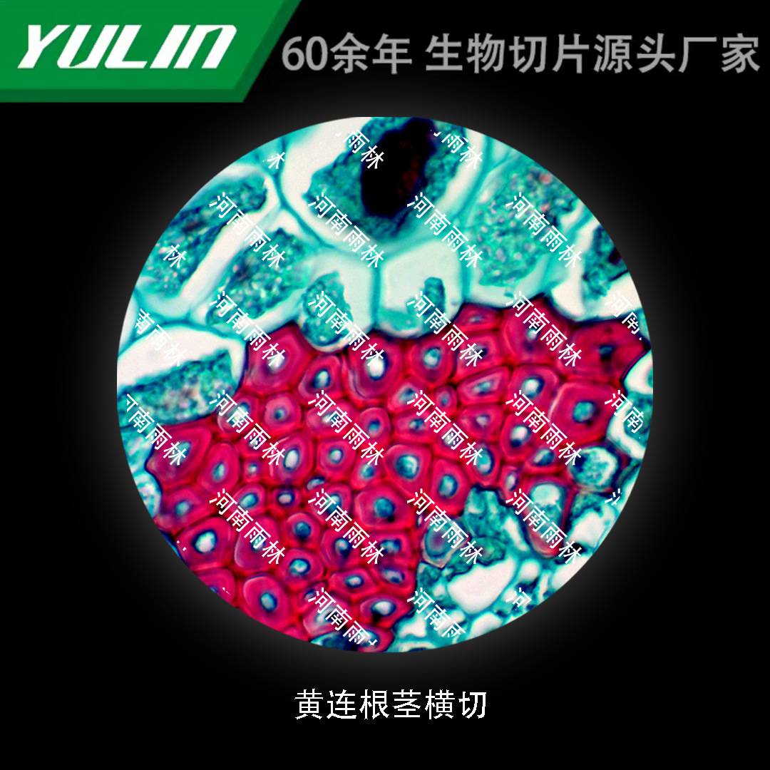 黄连根茎横切高校医学院校用组织病理石蜡玻片标本显微镜-阿里巴巴