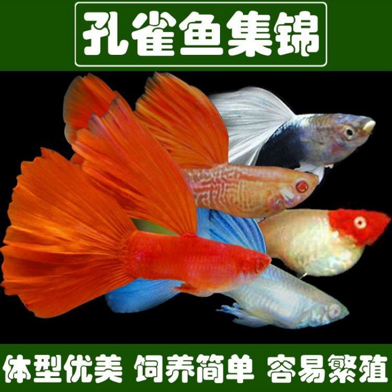 孔雀鱼纯种凤尾鱼热带活鱼小型彩霞观赏鱼淡水鱼繁殖胎生鱼速卖通