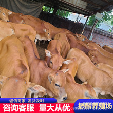 出售鲁西黄牛肉牛 育肥养殖改良鲁西黄牛牛犊小母犊牛养殖场基地