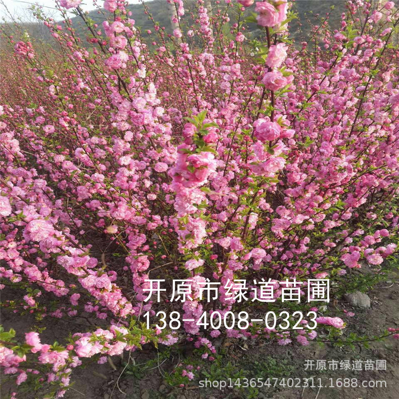 批发 榆叶梅 重瓣榆叶梅小苗 独干榆叶梅3-8公分 京梅树苗