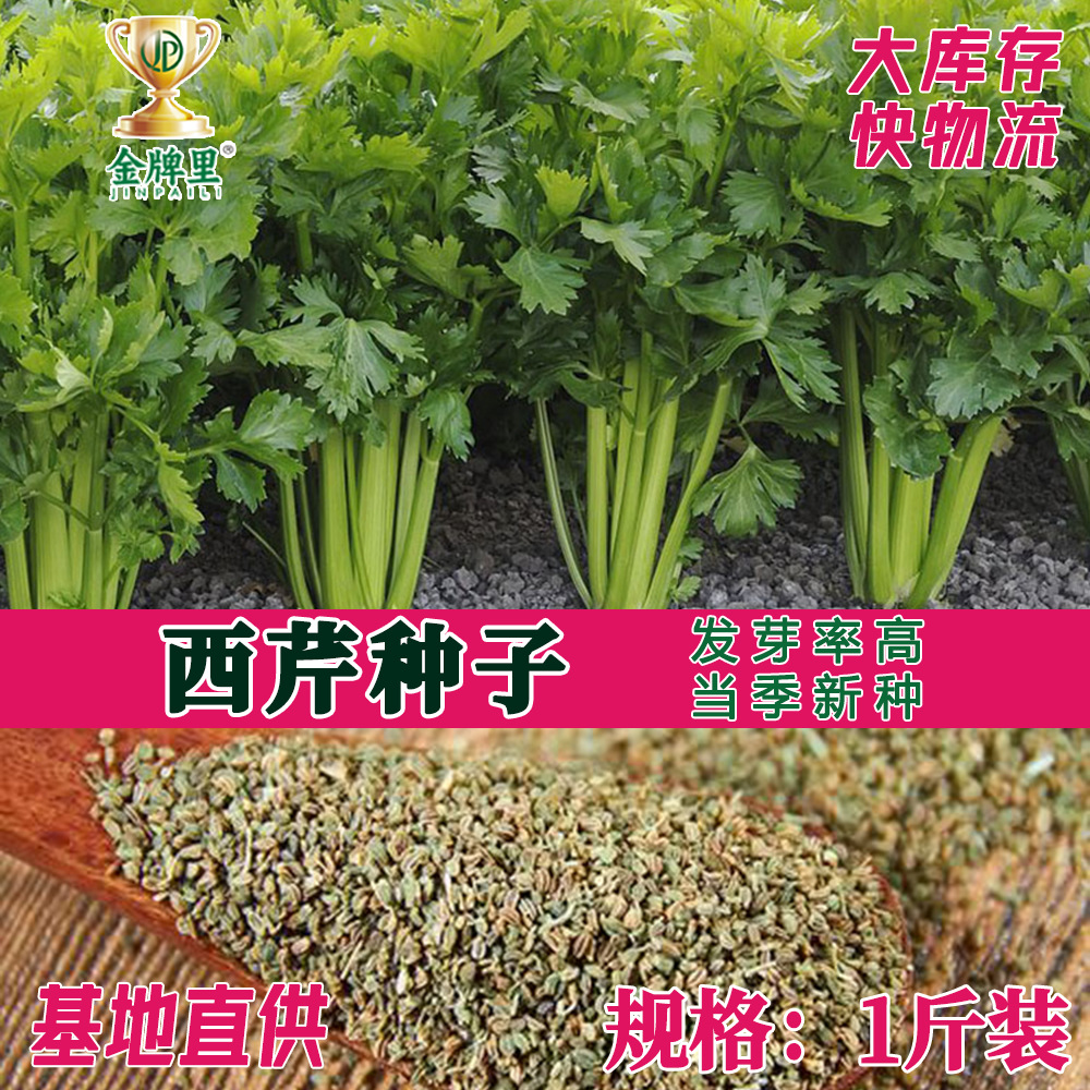 散装西芹种子 农田菜地蔬菜种植大颗纤维少 脆嫩芹菜籽-阿里巴巴