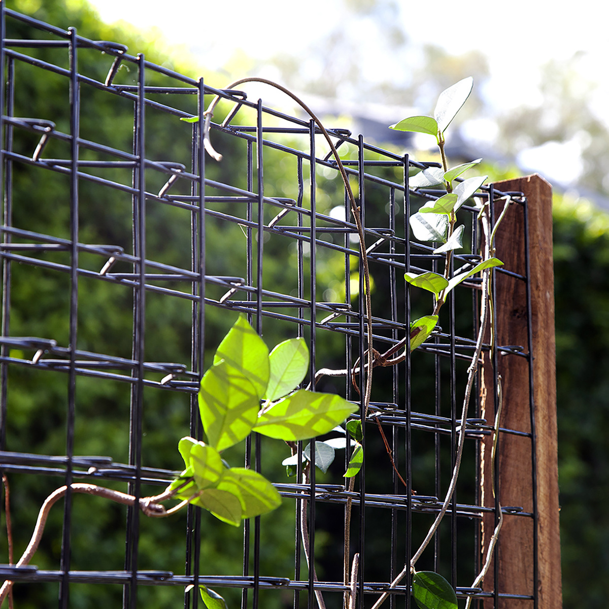 爬藤架花架景观园林绿网公园室外绿化花盆植物攀爬网厂家批发