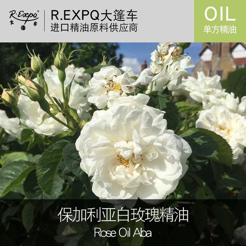 冬青精油 印度原料批发 足疗开背身体按摩单方精油 量大详询