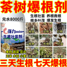 茶树进口生根粉生根壮苗剂速效生根液大树移栽植苗木扦插月季果树