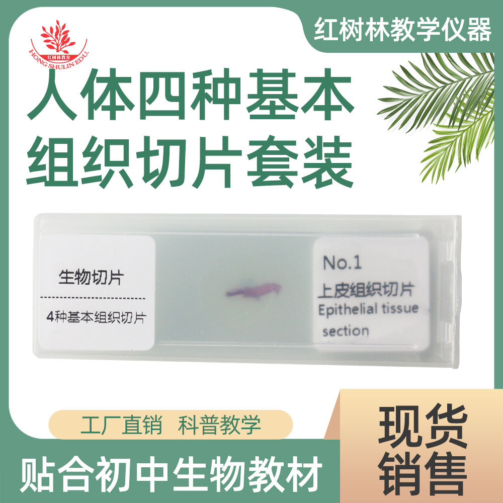 人体四种基本组织切片中上皮组织结缔组织初中生物学教材观察玻片