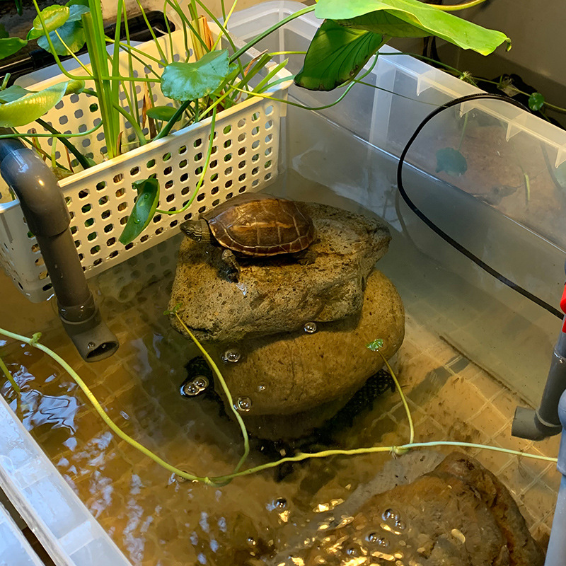 长方形特大号加厚食品收纳箱学生装书储物箱子透明乌龟缸养龟水箱