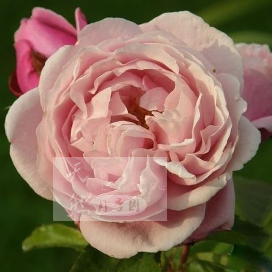 经典月季 以马内利修女 月季 新品-阿里巴巴