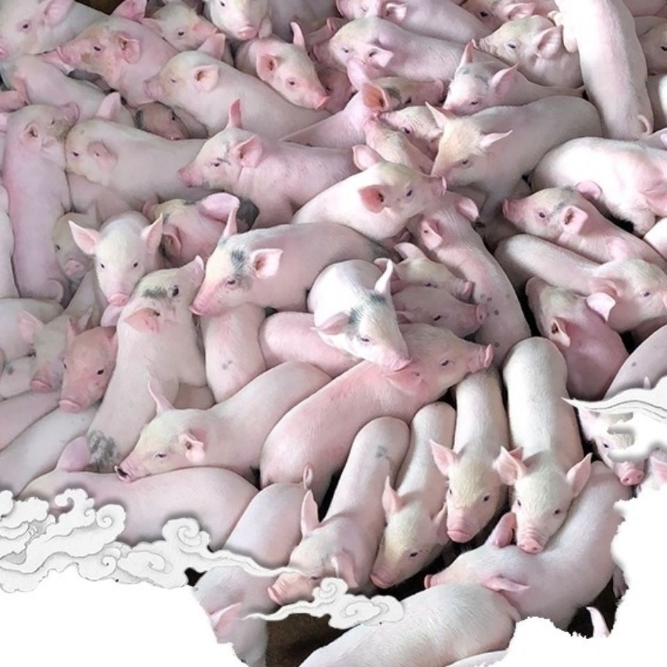 全猪整只小乳猪去内脏小香猪猪仔仔腊猪肉脆皮烤乳猪烧烤酒宴批发