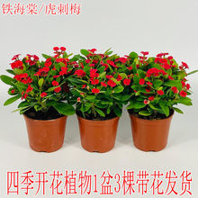 虎刺梅铁海棠盆栽四季开花植物室内外阳台庭院带花绿植耐旱好养