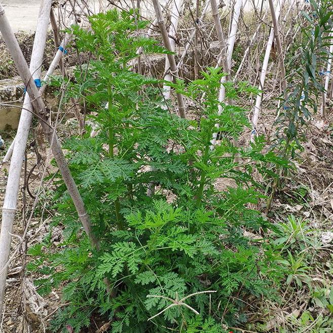 青蒿草干品苦蒿野生中药材2021年新货自晒天然桐臭蒿子泡澡黄花蒿