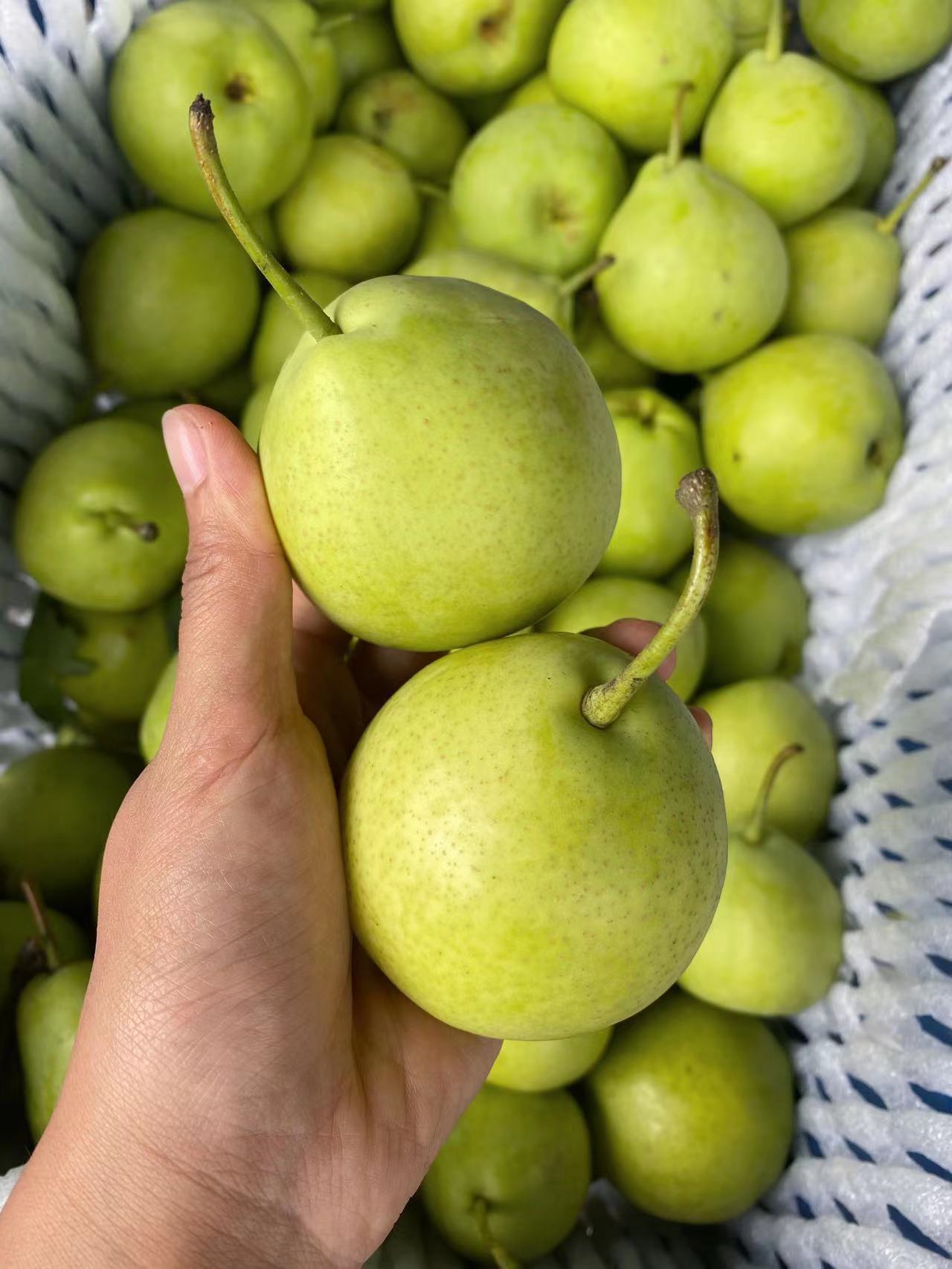 【四川梨子】-四川梨子厂家,品牌,图片,热帖-阿里巴巴