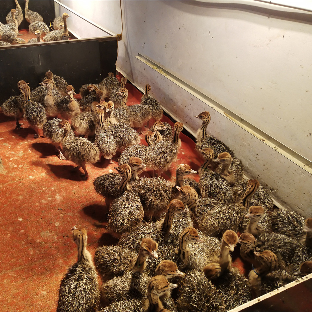 非洲鸵鸟苗活体养殖技术鸵鸟幼苗一只多少钱观赏鸵鸟养殖场哪里有