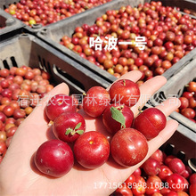 钙果苗新品钙果树小苗中华农大钙果当年结果南北方种植 欧李试种
