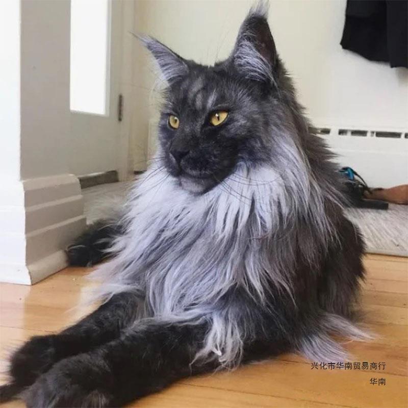 烟灰缅因猫幼猫烟黑红银虎斑纯种血统俄罗斯缅因家养长毛宠物猫咪