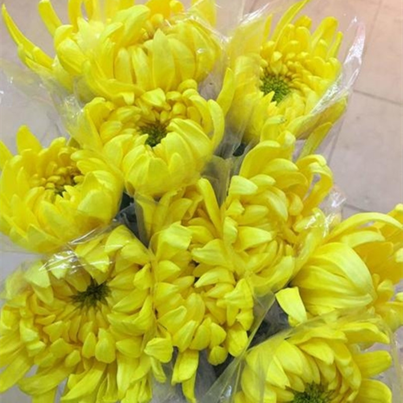 菊花鲜花批发黄菊白菊云南鲜花直批清明节用花祭祀供佛花店货源