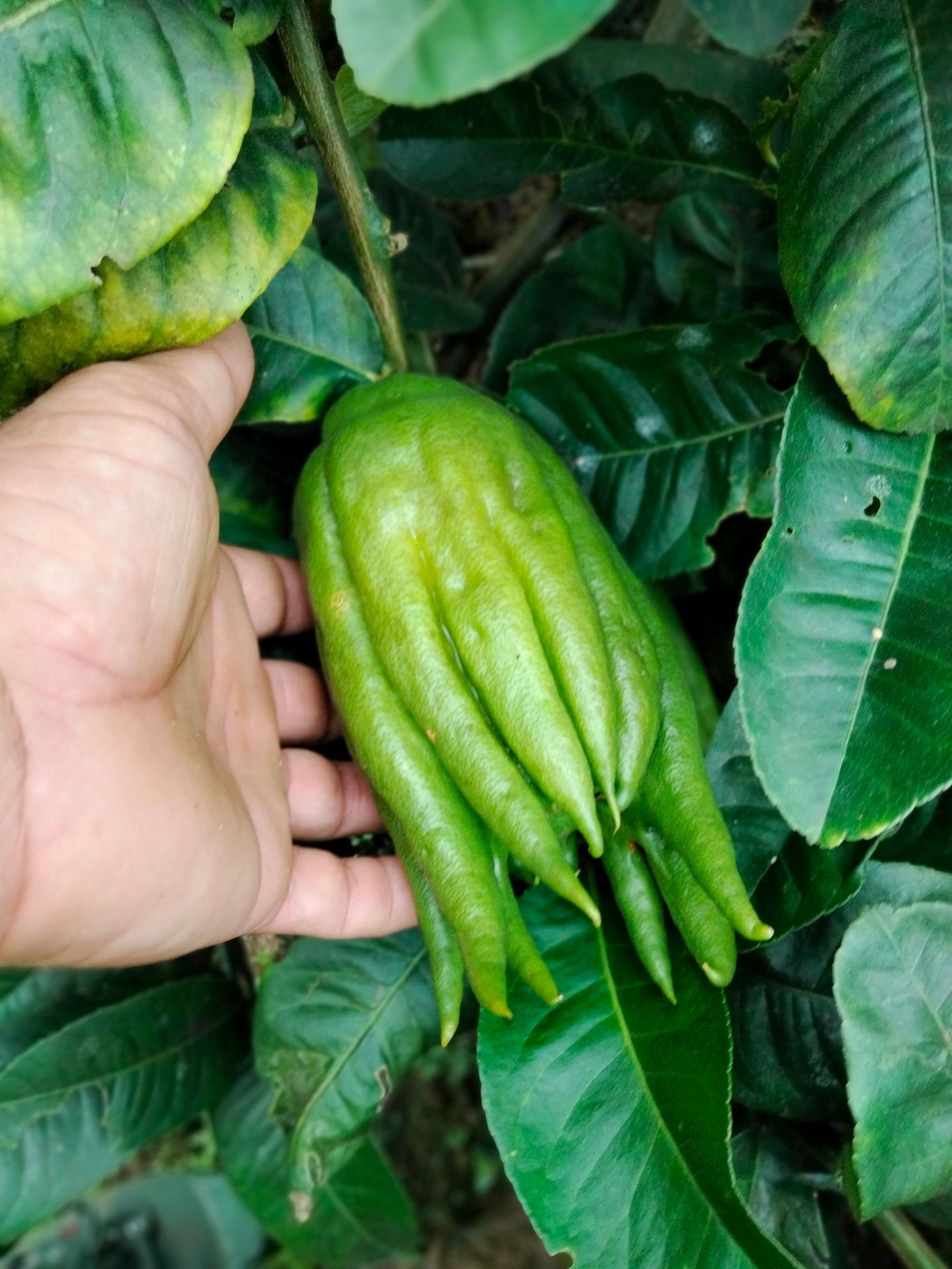 新鲜佛手果茶饮佛手青果拳头果供应佛手鲜果大量供应