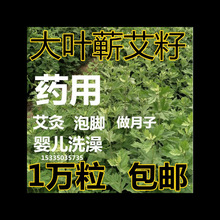 药用艾草艾叶种籽 艾绒蕲艾植物大叶艾草种子野生艾草苗五月艾籽