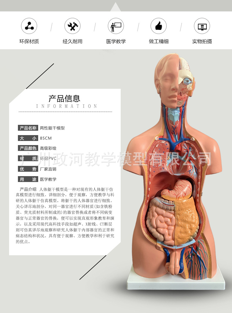 85cm两性躯干模型可拆分为40件 人体身体器官结构组织解剖模型