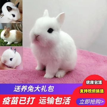 宠物兔子活物侏儒兔小型迷你海棠凤眼西施茶杯兔长不大垂耳兔