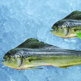 深海海鲜批发市场厂家