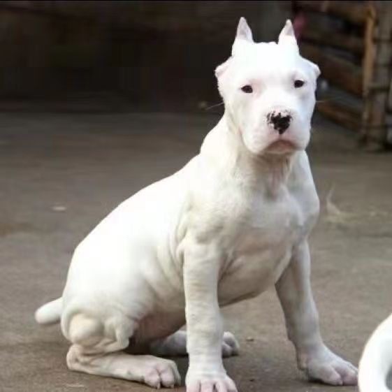 纯种杜高犬活体阿根廷猎犬幼崽大型猛犬大骨架杜高犬野猪克星