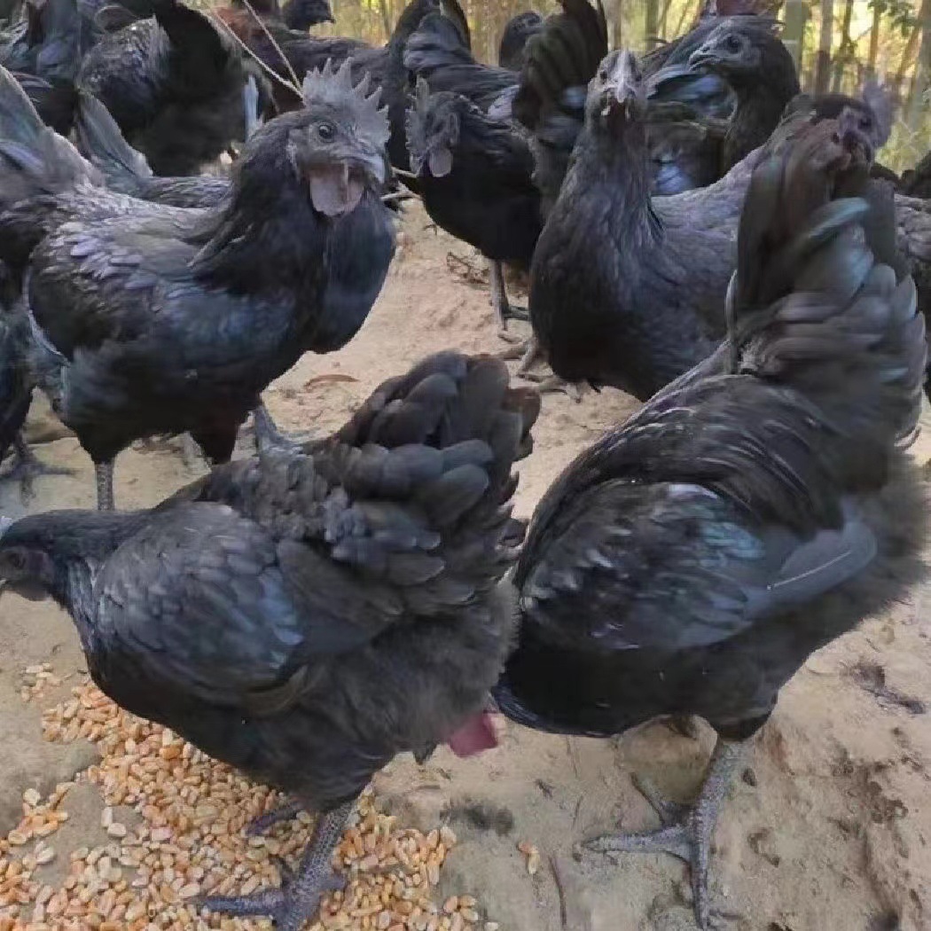 五黑鸡纯种活苗 半大五黑鸡苗 半斤脱温苗幼苗 散养五黑绿壳蛋鸡